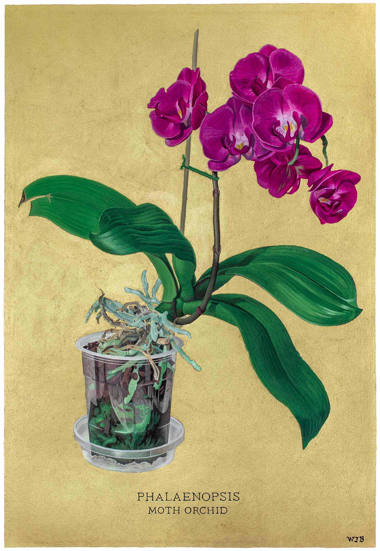 Will J Bailey Painting Phalaenopsis Moth Orchid